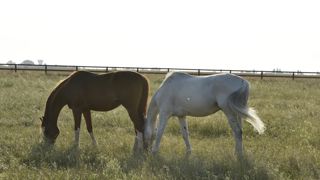 L’Europe dit oui à une TVA réduite pour la filière équine L’Europe dit oui à une TVA réduite pour la filière équine