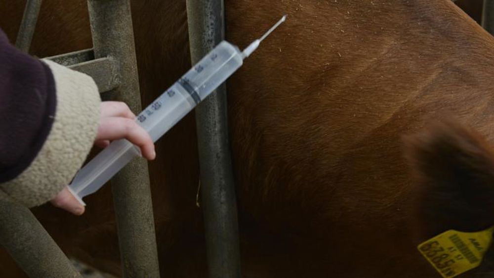Les conditions aux échanges de bovins vis-à-vis de la BVD