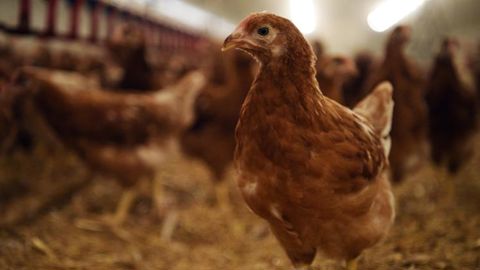 La FNSEA soutient l’équarrissage de proximité La FNSEA soutient l’équarrissage de proximité