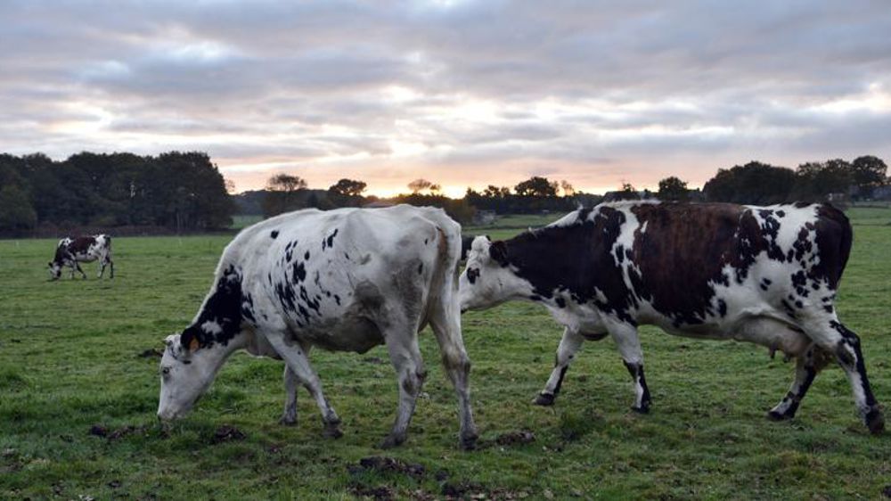 Forte revalorisation du prix du lait pour les producteurs Bel