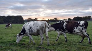 Forte revalorisation du prix du lait pour les producteurs Bel Forte revalorisation du prix du lait pour les producteurs Bel