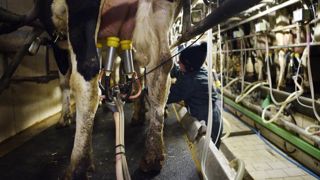 La collecte de lait de vache a continué de reculer en février La collecte de lait de vache a continué de reculer en février