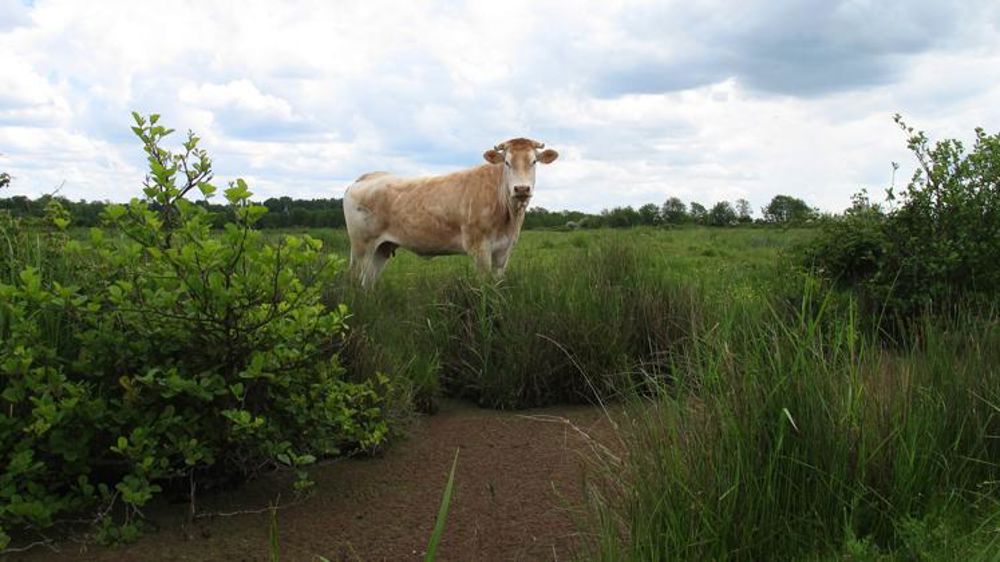 Le chantier du parc national de zones humides est relancé