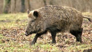 La peste porcine africaine progresse en Allemagne La peste porcine africaine progresse en Allemagne