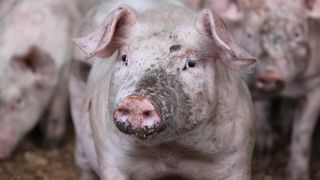 Un prix du porc français « déconnecté des autres places européennes » Un prix du porc français « déconnecté des autres places européennes »
