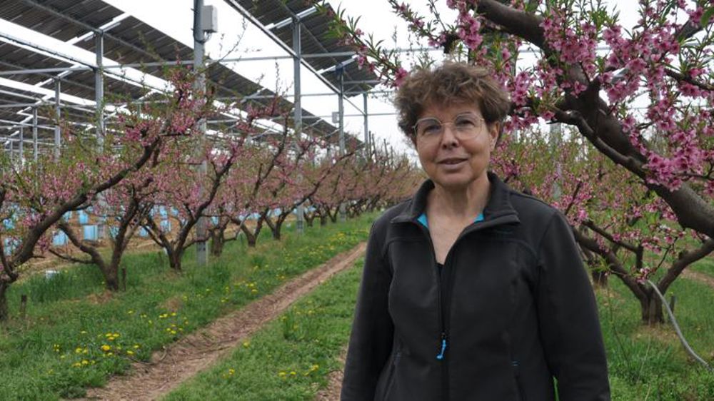Des panneaux photovoltaïques au-dessus d’arbres fruitiers