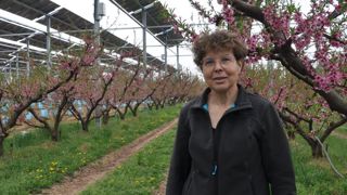 Des panneaux photovoltaïques au-dessus d’arbres fruitiers Des panneaux photovoltaïques au-dessus d’arbres fruitiers
