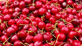 La production de cerises retrouve son rythme de croisière La production de cerises retrouve son rythme de croisière
