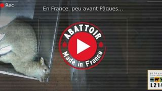 L214 relaxée en appel pour avoir filmé les salariés d’un abattoir L214 relaxée en appel pour avoir filmé les salariés d’un abattoir