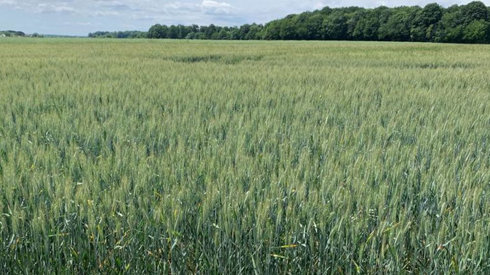 Les céréales ont soif