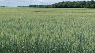 Les céréales ont soif Les céréales ont soif