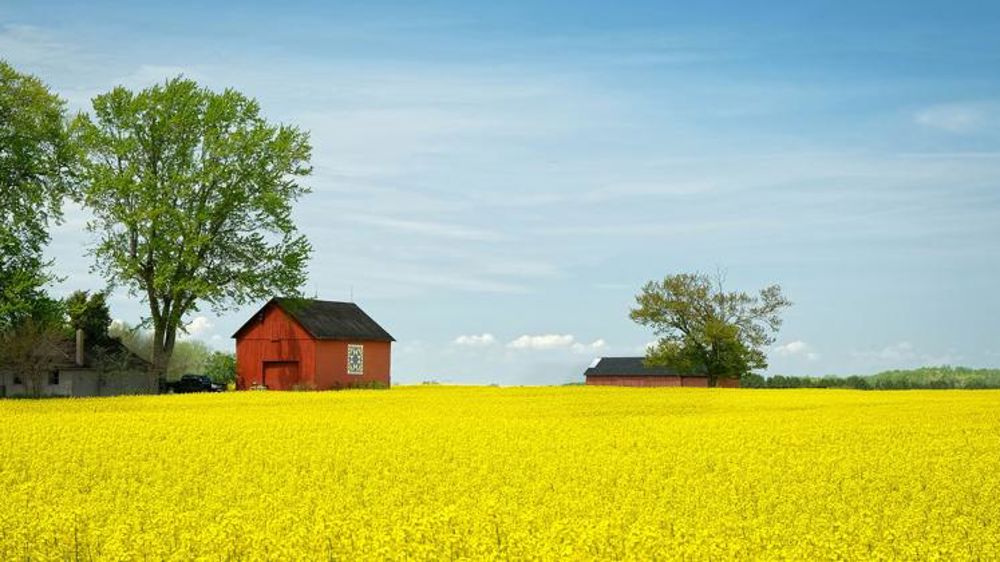 La Chine rouvre ses frontières au canola canadien