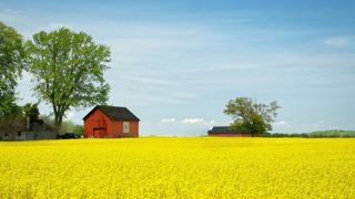 La Chine rouvre ses frontières au canola canadien La Chine rouvre ses frontières au canola canadien