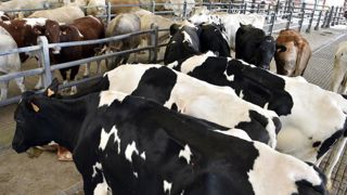 Les abattages de gros bovins se rétractent à nouveau en avril Les abattages de gros bovins se rétractent à nouveau en avril