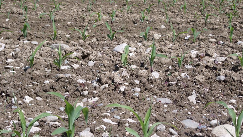 Croissance « record » du maïs