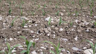 Croissance « record » du maïs Croissance « record » du maïs