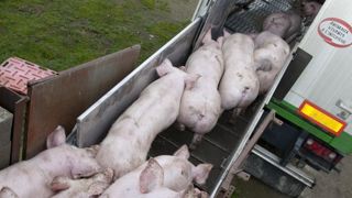 Une durée des transports limitée pour les porcs en France Une durée des transports limitée pour les porcs en France