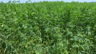 Améliorer la marge des producteurs de chanvre Améliorer la marge des producteurs de chanvre
