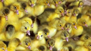 Des associations demandent la fin de l’élimination des poussins en Europe Des associations demandent la fin de l’élimination des poussins en Europe
