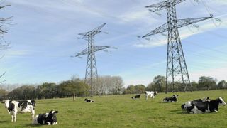 RTE condamné à verser plus de 450000 euros à des éleveurs RTE condamné à verser plus de 450000 euros à des éleveurs