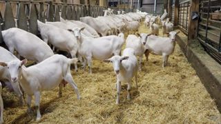 Le prix du lait de chèvre ne suit pas l’inflation Le prix du lait de chèvre ne suit pas l’inflation