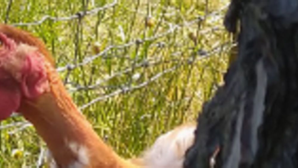 Déconfinement et moissons en approche 