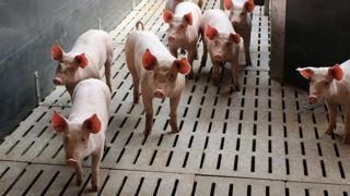 Les organisations de producteurs de porcs « peinent à se parler » Les organisations de producteurs de porcs « peinent à se parler »