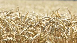 Le blé et les orges français redeviennent compétitifs Le blé et les orges français redeviennent compétitifs