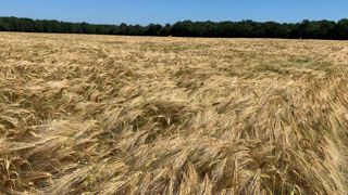 Le blé tendre et l’orge ont au moins une semaine d’avance Le blé tendre et l’orge ont au moins une semaine d’avance