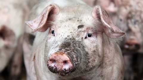 Deux élevages italiens touchés par la peste porcine africaine