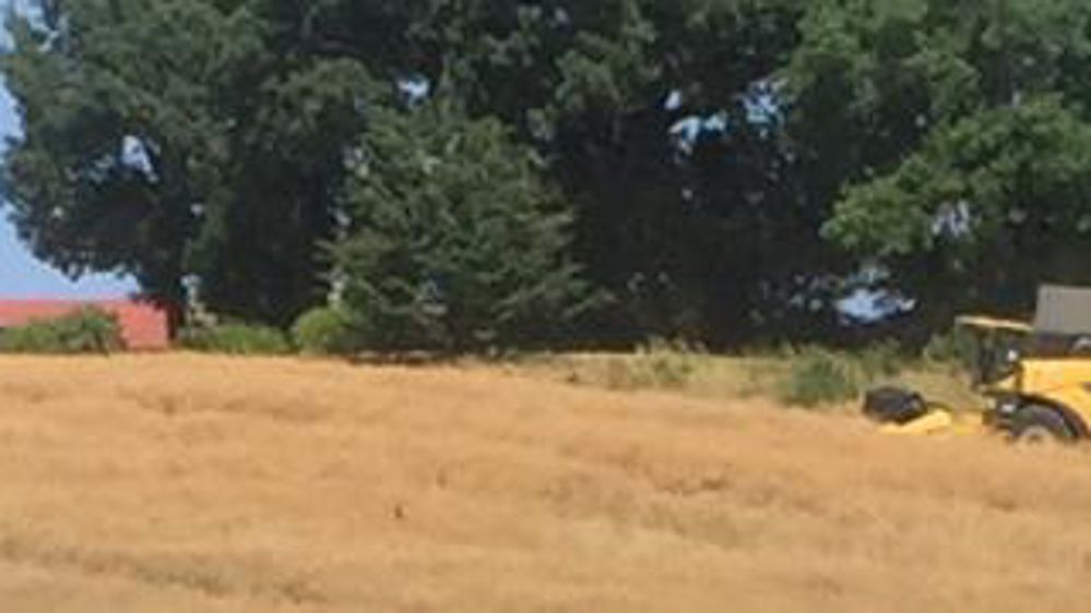 Moissons sous la canicule