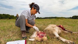 Des attaques de loups dans près d’un département sur deux Des attaques de loups dans près d’un département sur deux