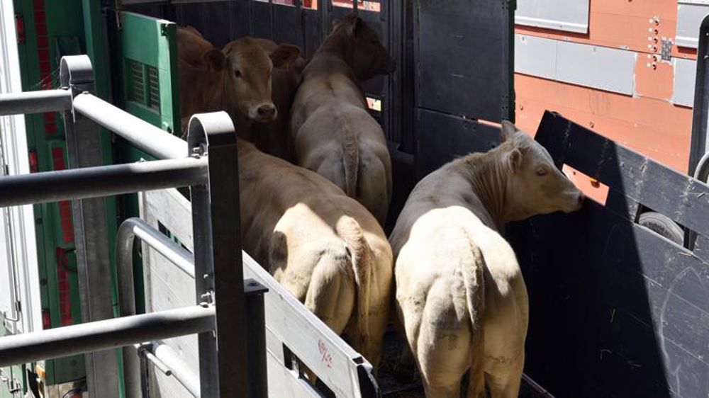Adapter les horaires de transport des animaux pendant la canicule