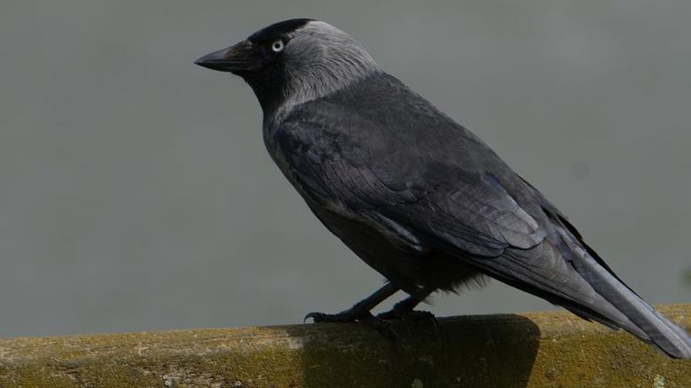 Le jugement sur les choucas fait réagir les syndicats bretons