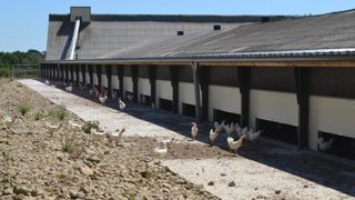 En Vendée, les mesures de claustration de volailles sont totalement levées En Vendée, les mesures de claustration de volailles sont totalement levées