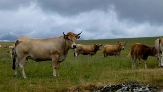 Les abattages français de bovins finis ont reculé en 2021 Les abattages français de bovins finis ont reculé en 2021