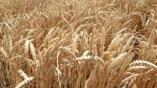 L’agriculture doit être plus productive pour éliminer la faim L’agriculture doit être plus productive pour éliminer la faim