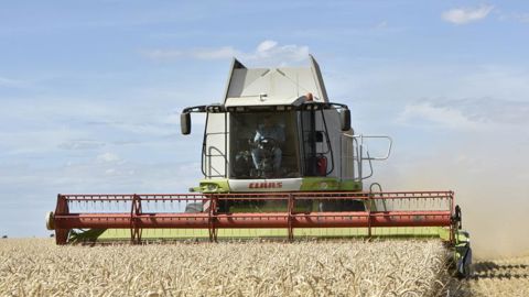 Le rendement du blé tendre reculerait à 69,5 q/ha Le rendement du blé tendre reculerait à 69,5 q/ha