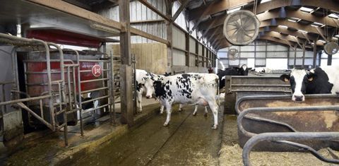Le robot de traite génère une importante quantité de données convoitées par les fournisseurs d’aliments, les vendeurs de consommables et les industriels. © Cédric Faimali/GFA