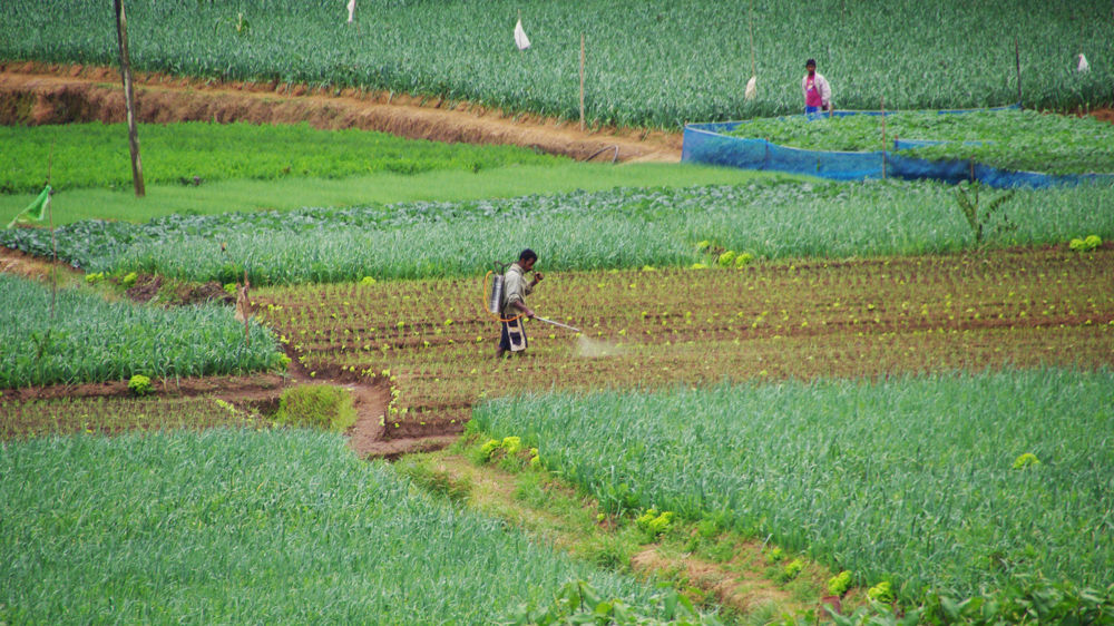 Au Sri Lanka, la fin des illusions du tout bio