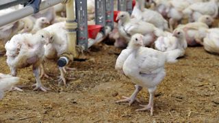 Un abattage préventif « périfocal » des volailles en Bretagne Un abattage préventif « périfocal » des volailles en Bretagne