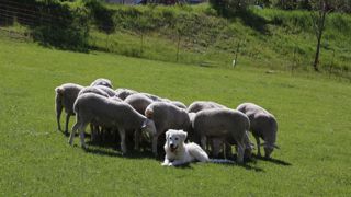 Pas d’improvisation lors de la mise en place d’un chien de protection Pas d’improvisation lors de la mise en place d’un chien de protection