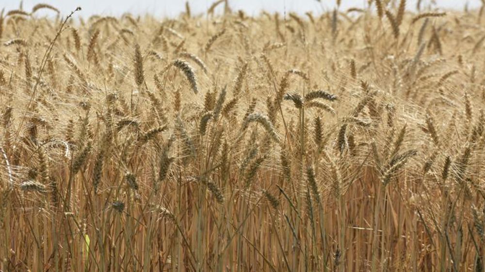 Entre sécheresse et guerre, l’Irak craint pour son blé