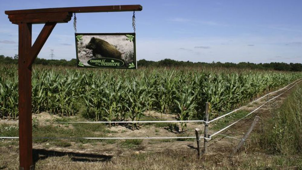 Dégâts de gibier, les chasseurs ne paient pas tout