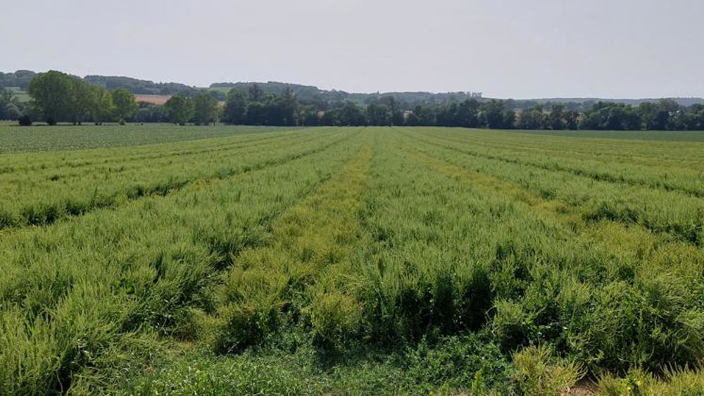 La France a acheminé 31 tonnes de semences vers l’Ukraine