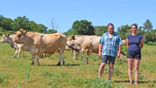 Lavande et aubracs pour un nouveau départ Lavande et aubracs pour un nouveau départ