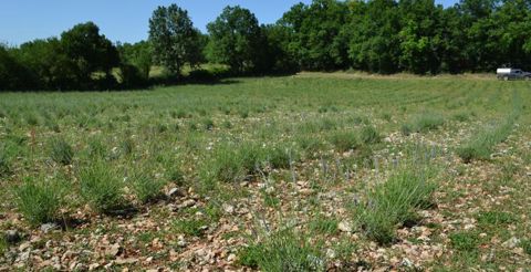 En trois ans, plus de 15 hectares de lavande et lavandin ont été plantés sur la terre rouge du causse du Quercy, constellée de cailloux blancs. C’est un terrain apprécié des plantes aromatiques. © F. Jacquemoud