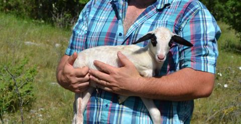 Le troupeau de caussenardes vit en plein air quasiment toute l’année. Les agneaux sous label rouge fermier du Quercy sont vendus au Geoc, groupement d’éleveurs ovins caussenards. © F. Jacquemoud