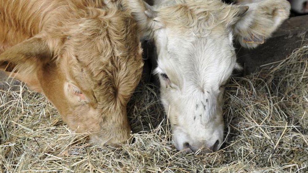 Feu vert de la justice pour la ferme des « 1 200 bovins »