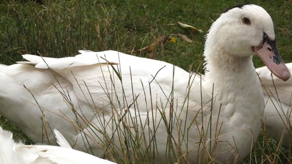 Plus de 200 000 canards abattus, et 400 000 en passe de l’être